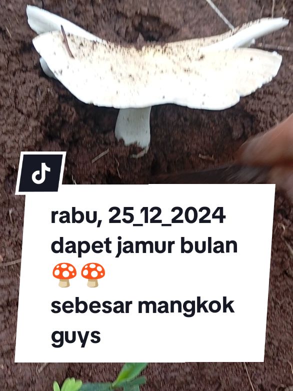 siapa mau  siapa suka jamur barat jamur bulan siap kirim bagi yg berminat 😋😍🍄 #supa #fyppppppppp #viral #capcut #musimjamur #masukberanda ##khuôn #模具 #jawabarat #naturalmushroom #jamurhutan #jamurenoki #jamurbarat #tengkong 