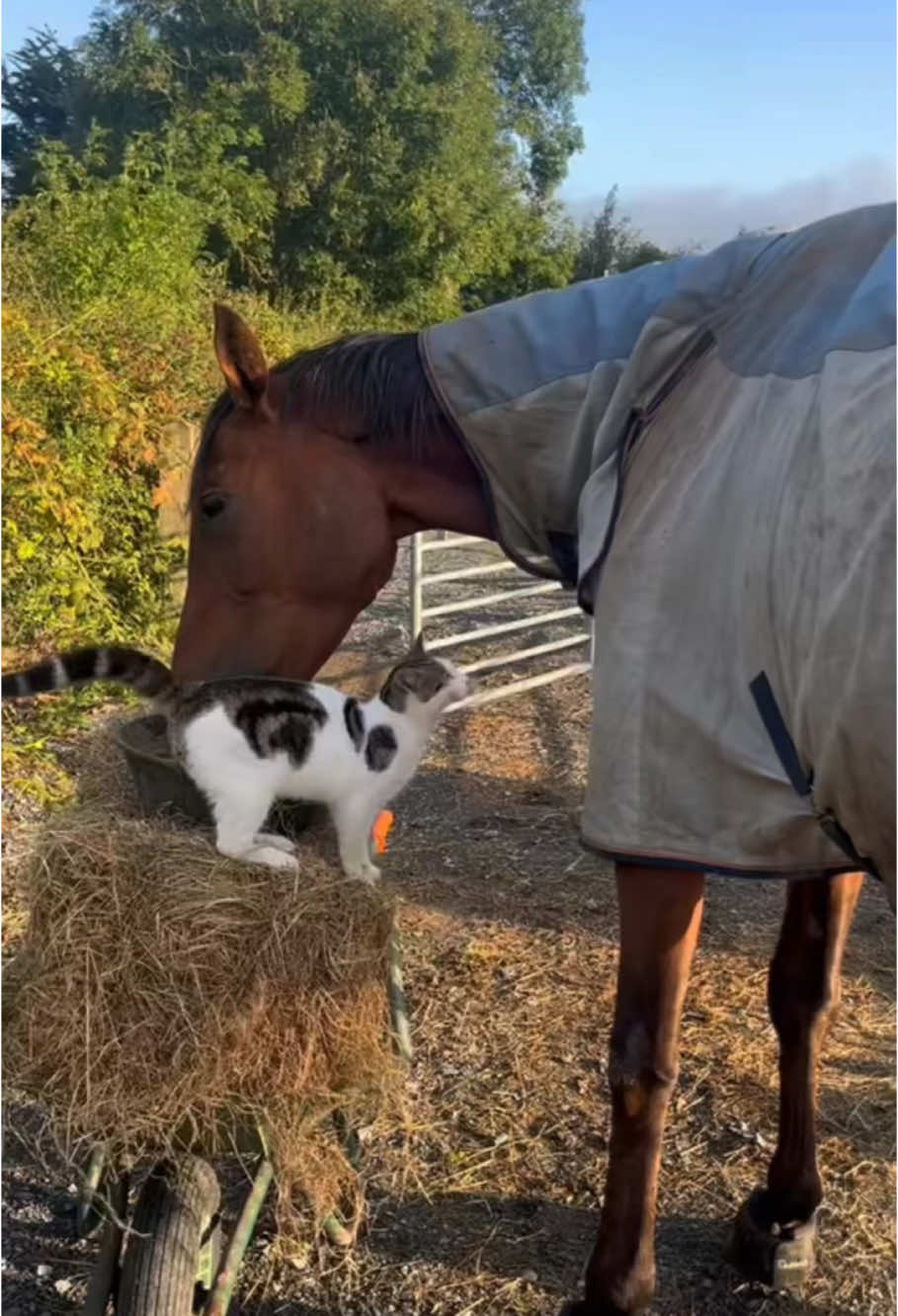 Cat and horse#cat #happy #funny 