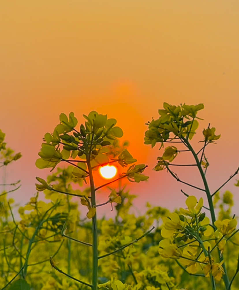 ᥫ᭡—যদি শান্তি চাও, প্রকৃতির মাঝে হারিয়ে যাও──༅༎ 🍃🌿 #প্রকৃতি #sky #tree #fyp #fypシ #fypシ゚viralシ #unfrezzmyaccount #tiktok #shorts #song #weather #views #reels #nature #natural #scenery #foryou #trending #viral #viralvideo #sunset #flowers #NaYaN #NaYaN56 @TikTok @tiktok creators @TikTok Bangladesh 