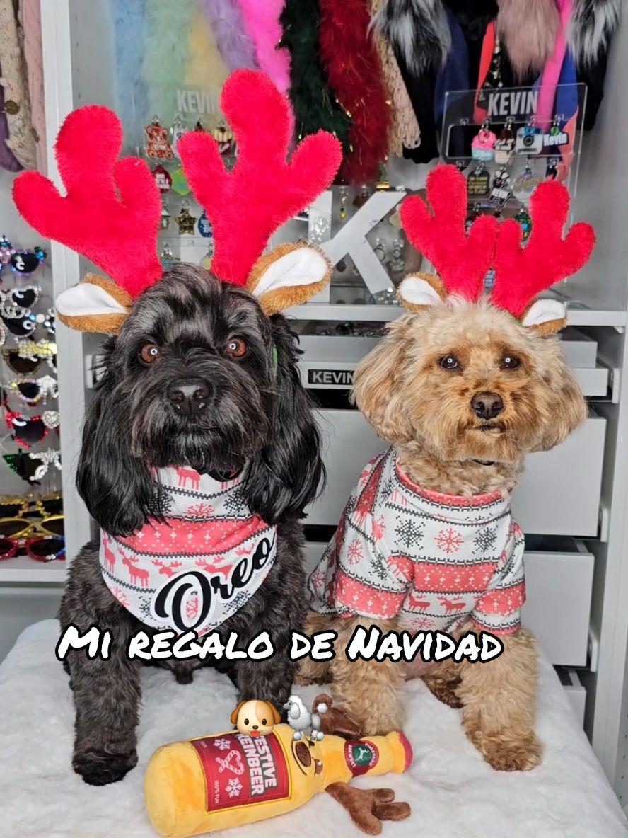 El mejor regalo de Navidad😍 Oreo & Kevin 🦌 🎄🎅 #poodles #feliznavidad #christmasdog #amorperruno #mamaperruna #navidaddeperros #miperromihijo #canhijos #navidadperruna 