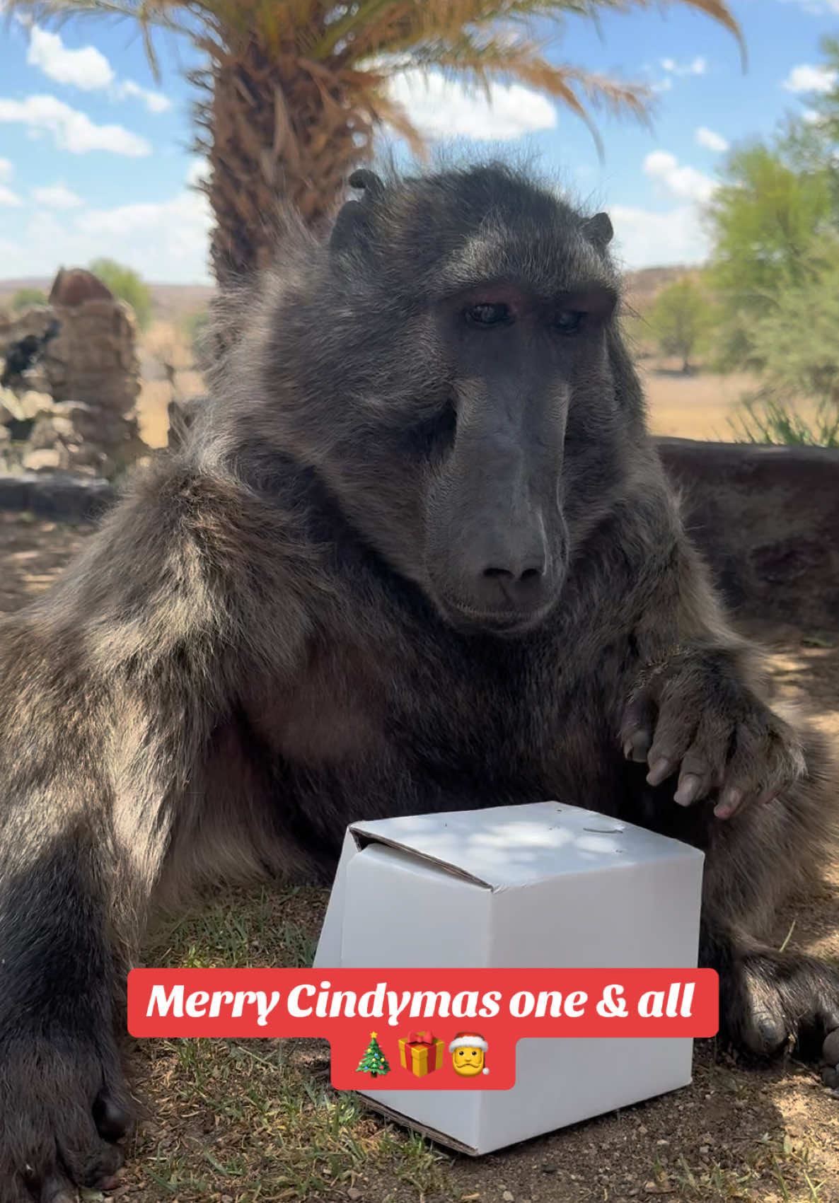 No better gift for my tea loving Sister, Cindy the baboon ☕️🎁 Love watching her open it 🥰. She’s so clever 🤓 Merry Cindymas Everyone 🤶🎄🎅 #merrychristmas #christmas #cindythebaboon #animalsoftiktok #funnyanimals 