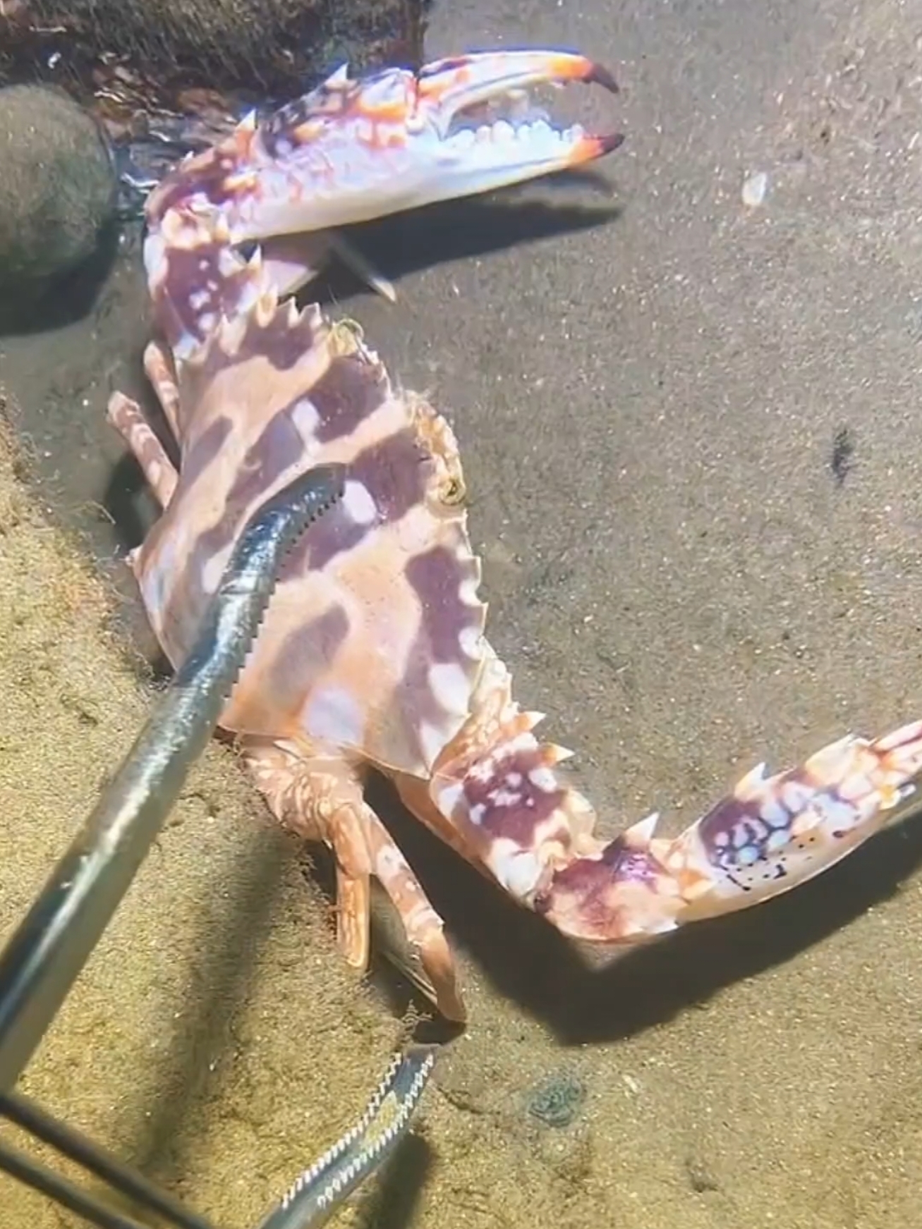 Does anyone know whether the manta ray is crying or laughing? #diving #crab #catchthesea #seafood #seaside #fish