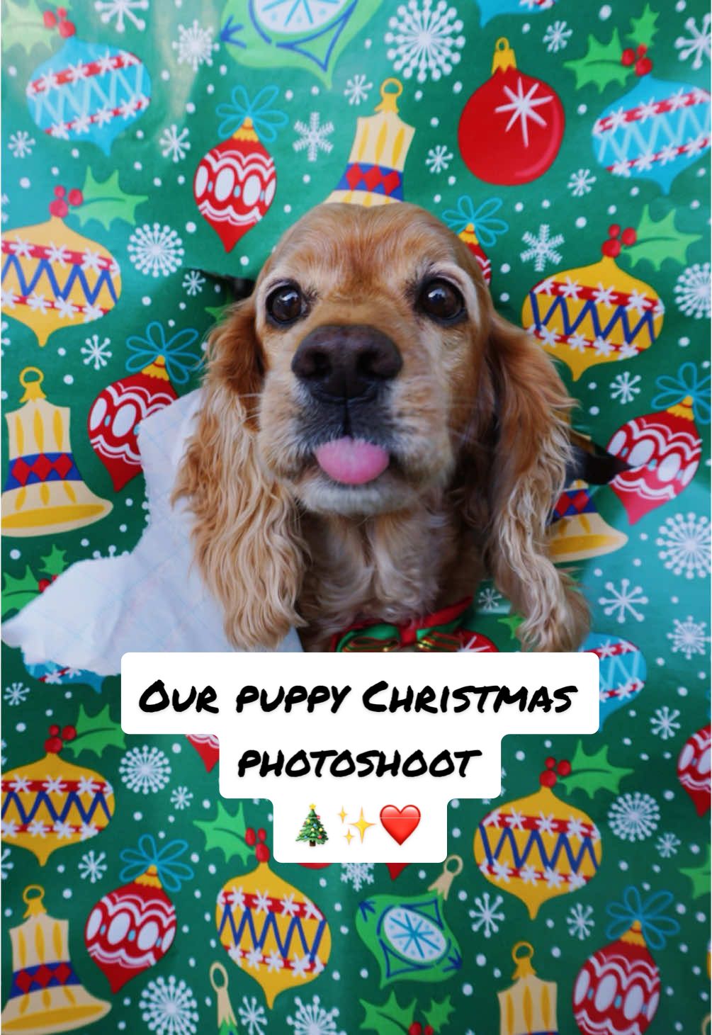 puppy chaos but we did it! #dogchristmas #dogchristmasphotos #petphotoshoot 