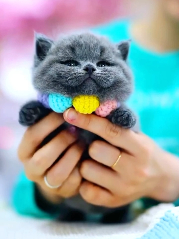 Beautiful Little Kitten 🐾 #fyp #foryoupag #kitty #cute #kittens #viral_video #pets  #cutecat #kittycat #minicat #catlover #catsoftiktok #kitten #cuteanimals #blackcat #blackkitten 