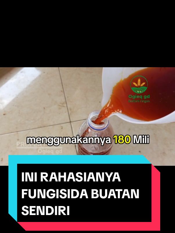 Cara mengatasi peyakit pada tanaman cabe di sebabkan jamur dan bakteri #fungsisida #ogieqgd