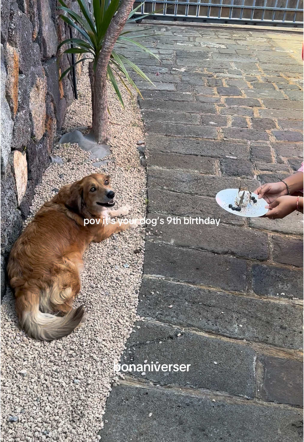 my lil christmas baby🥹💞                            #fypシ #fyp #mauritius #christmas #christmasbirthday #birthday #dog #dogsoftiktok #birthdaydog #dogbirthday #doggo #dogs #viral #bday #present #gifts #holiday 