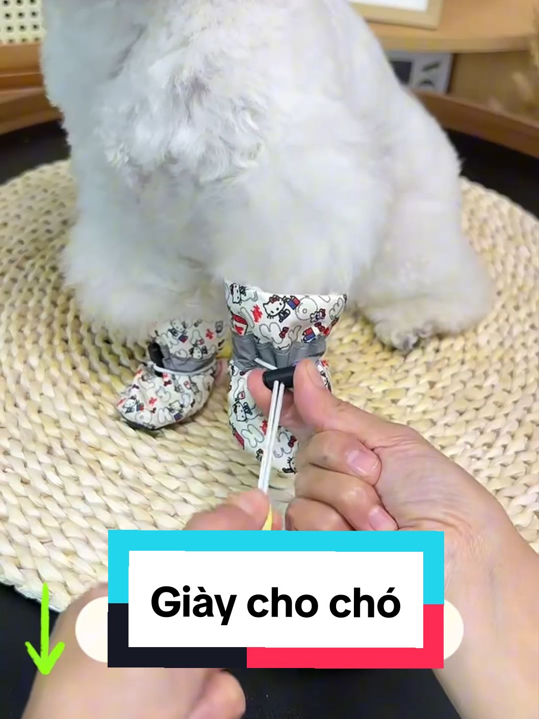 Nên có 1 đôi giày cho cún cưng nhà bạn, vừa giữ ấm tốt vừa sạch sẽ #giaychocho #giaythucung #pet #cute #phukienthucung