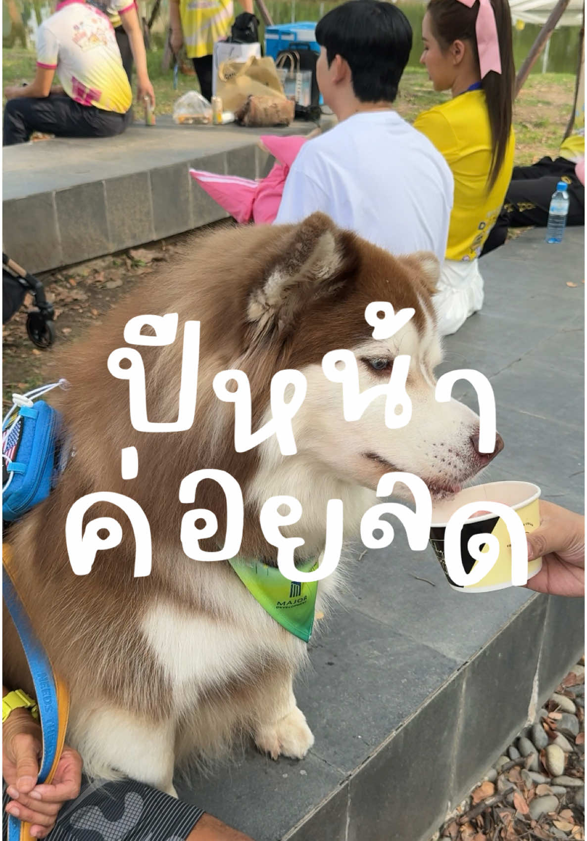 เอาไว้ลดปีหน้าเนาะ #สวนสัตว์tiktok #ไซบีเรียนเป็นหมาตลก #ไซบีเรียน #siberianhusky #merrychristmas 