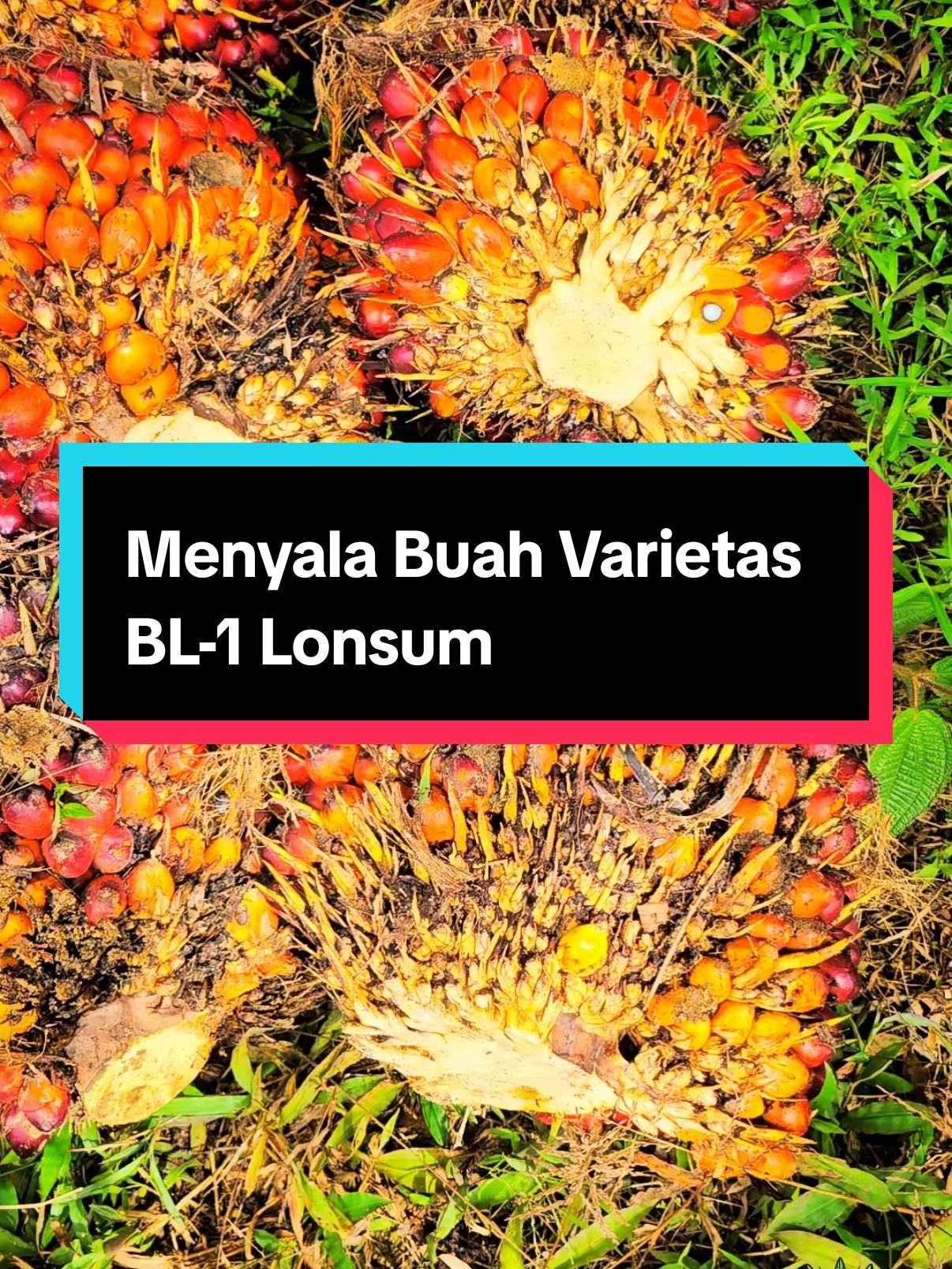 Menyala Buah Varietas BL-1 Lonsum #thebrondols #palmoil #kelapasawit 