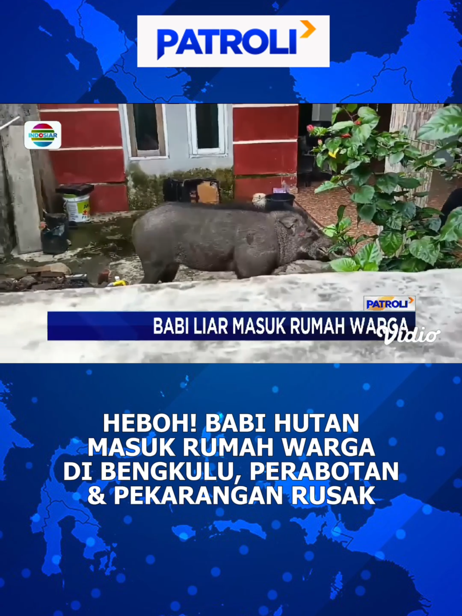 Waduhhh, tamu tak diundang 🫣 #babi #babihutan #bengkulu #NewsIndosiar #tiktoknews #tiktokberita #patroliindosiar #patfiles #berita #beritatiktok #fypindonesia