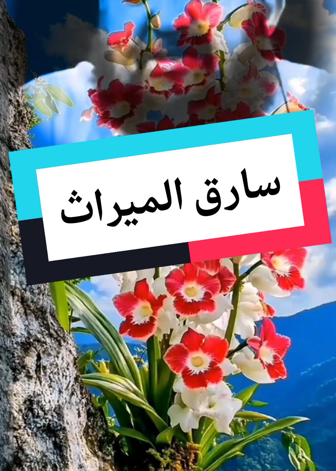 #مواعظ_مؤثرة #الشيخ_رشيد_بن_عطاءالله #سارق_الميراث #اللهم_صل_وسلم_على_نبينا_محمد #explorer #إكسبلورر #fyp 