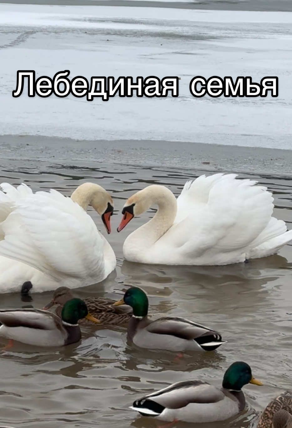 Лебединая семья на зимовке возле Минска.  🦢🤍🦢 #лебедь #милоевидео #swan #лебеди #swans #мило #зимой #лебединаясемья #🦢🤍🦢 