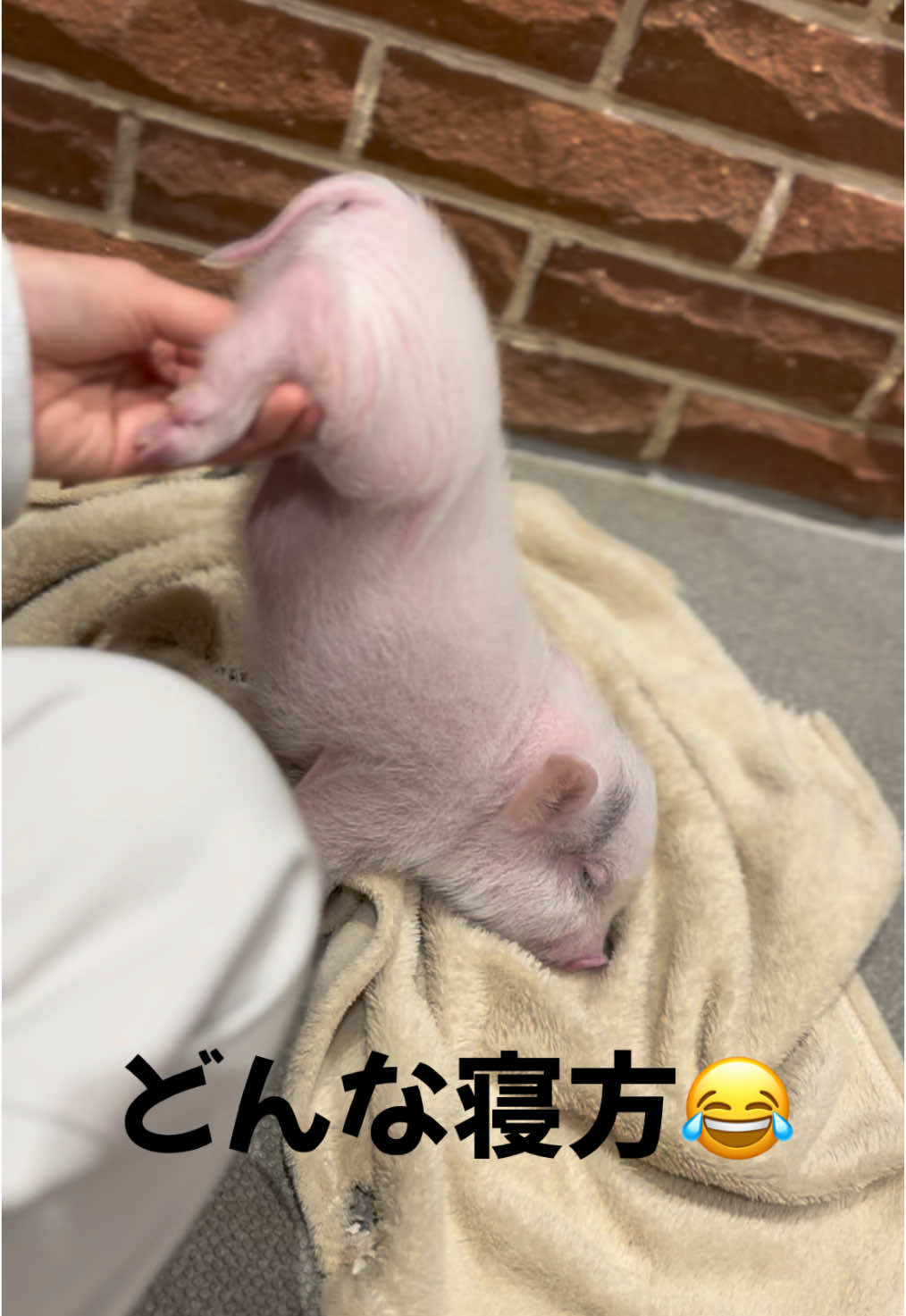 どんな大勢でも寝れます🥹 #pignic #マイクロブタ #micropig #fyp #pig #piggy #cute #アニマルカフェ #animals #小猪 #横浜中華街 