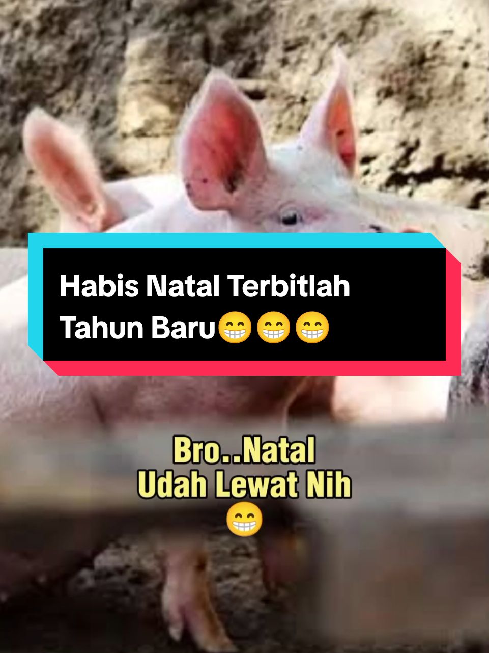 Habis Natal Terbitlah Tahun Baru😆 #hiburan #humor #hewanlucu #masukberanda