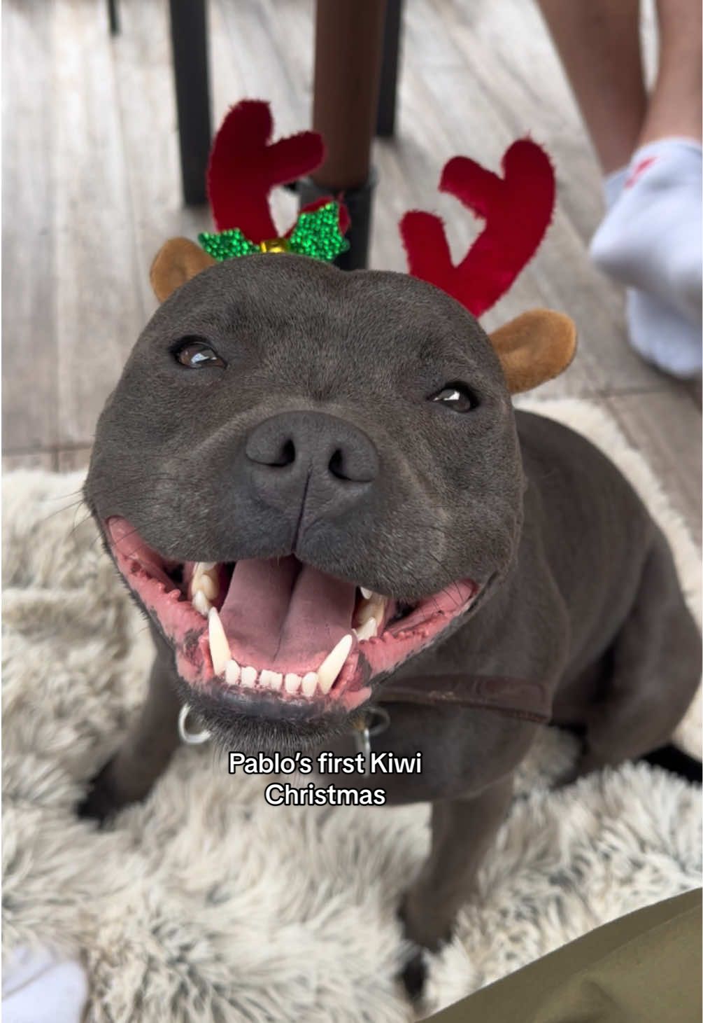 Meri Kirihimete Whānau ❤️ #fyp #dog #staffy #PetsOfTikTok #nzsummer #kiwi #happydog #viral_video #cutedog #christmaspuppy #bluestaffy #staffysmile #happystaffy #fyppp 