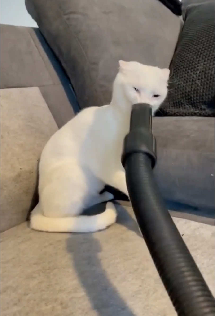 He learnt the hard way not to play with the vacuum 🤣🤣🤣 #cat #vacuum #fail #kitty #fyp