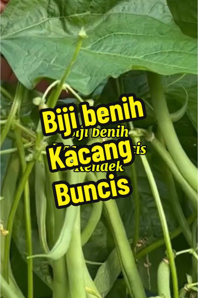 Biji benih kacang buncis #rendek #tanam tanpa rangka #mudah tanam #tanam di garden #pasu #mudah #jimat #segar sihat # #CapCut 