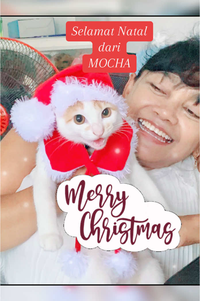 Merry Christmas 2024 #cat #catsoftiktok #cute #fyp #4u #christmas 