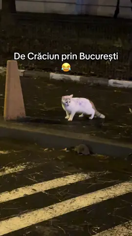 Tom Si Jerry de Berceni 😂