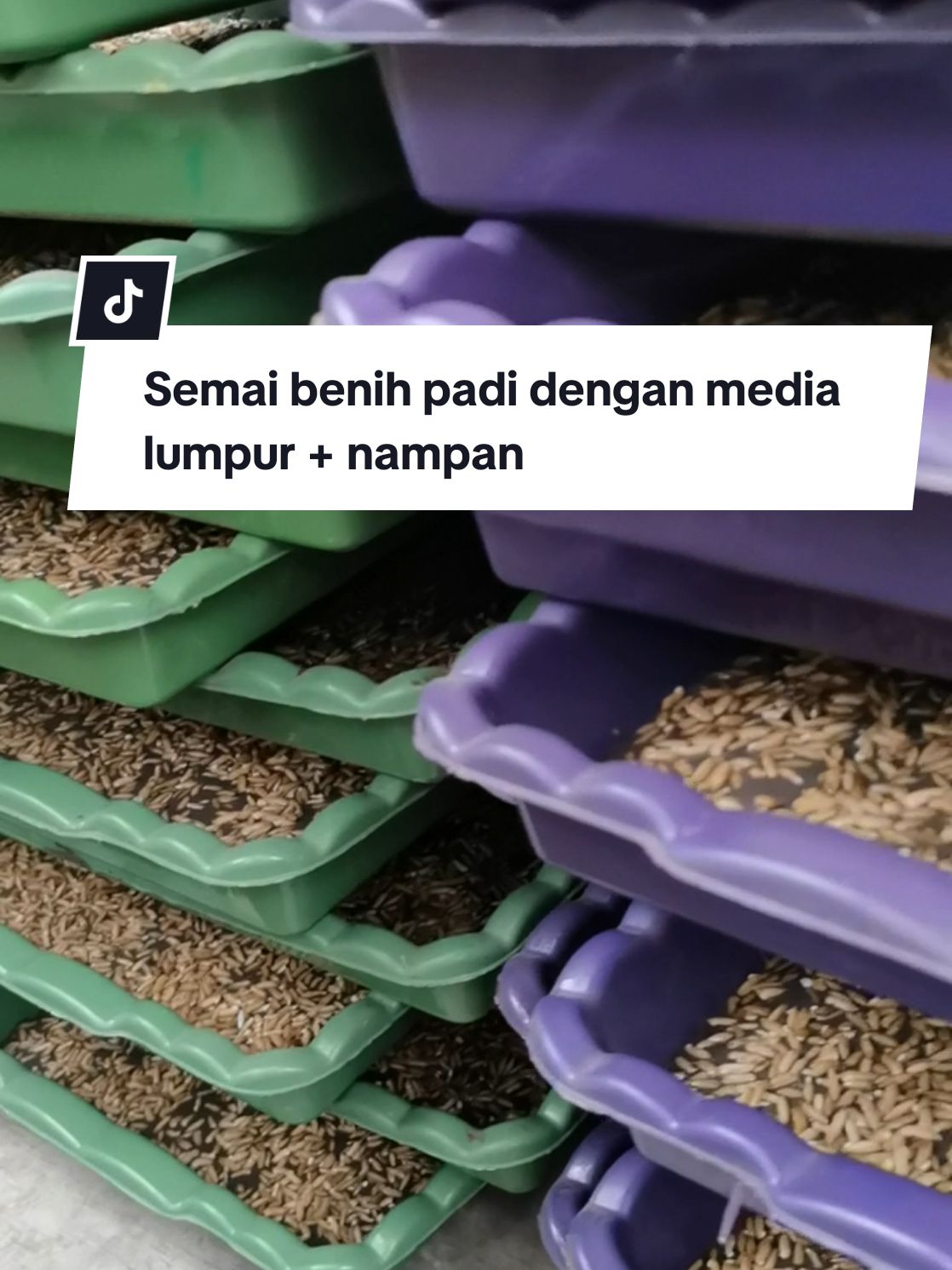 Petani sekarang tidak direpotkan dengan cabut benih alias ndaut, lebih mudah dan praktis dengan metode semai di halaman rumah. #indonesia #petani #petanimuda #petanimilenial #petaniindonesia #petaniindonesia🇮🇩🇮🇩🇮🇩🌿🌿 