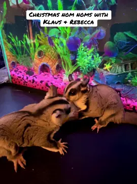 Merry Christmas from Klaus & Rebecca! #Christmas #klaus #rebecca #sugarglidersoftiktok #sugargliders 