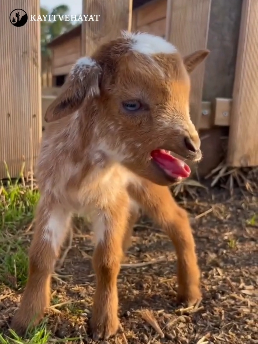 Cute Baby Goats Sounds | Sevimli Oğlak Sesleri...🫶🏻🐐 #hayvansevgisi #cuteanimals #funnyanimals #viral #fyp #Hayvancılık #farmlife #animallover #köy #keçi 