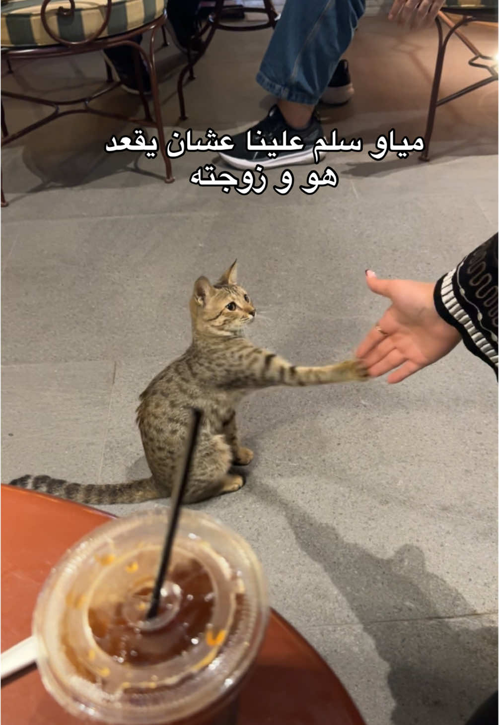 #مياو  