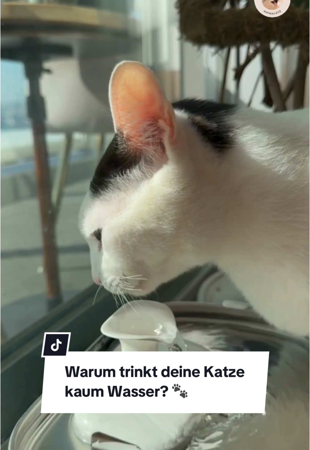 Wusstest du, dass gesunde Katzen fast kein Wasser trinken? 😺 In der Natur versorgen sie sich durch ihre Beutetiere mit Flüssigkeit – doch bei Hauskatzen, die oft Trockenfutter fressen, entsteht ein Problem. 💧 Ein Flüssigkeitsmangel kann zu Harnsteinen, Blasenentzündungen und sogar Nierenproblemen führen. 😿 Die Lösung? Gewöhne deine Katze früh an Nassfutter, um ihre Gesundheit zu schützen. 🐾💧 #KatzenGesundheit #Katzenpflege #Hydration #Katzenfutter #Katzentipps