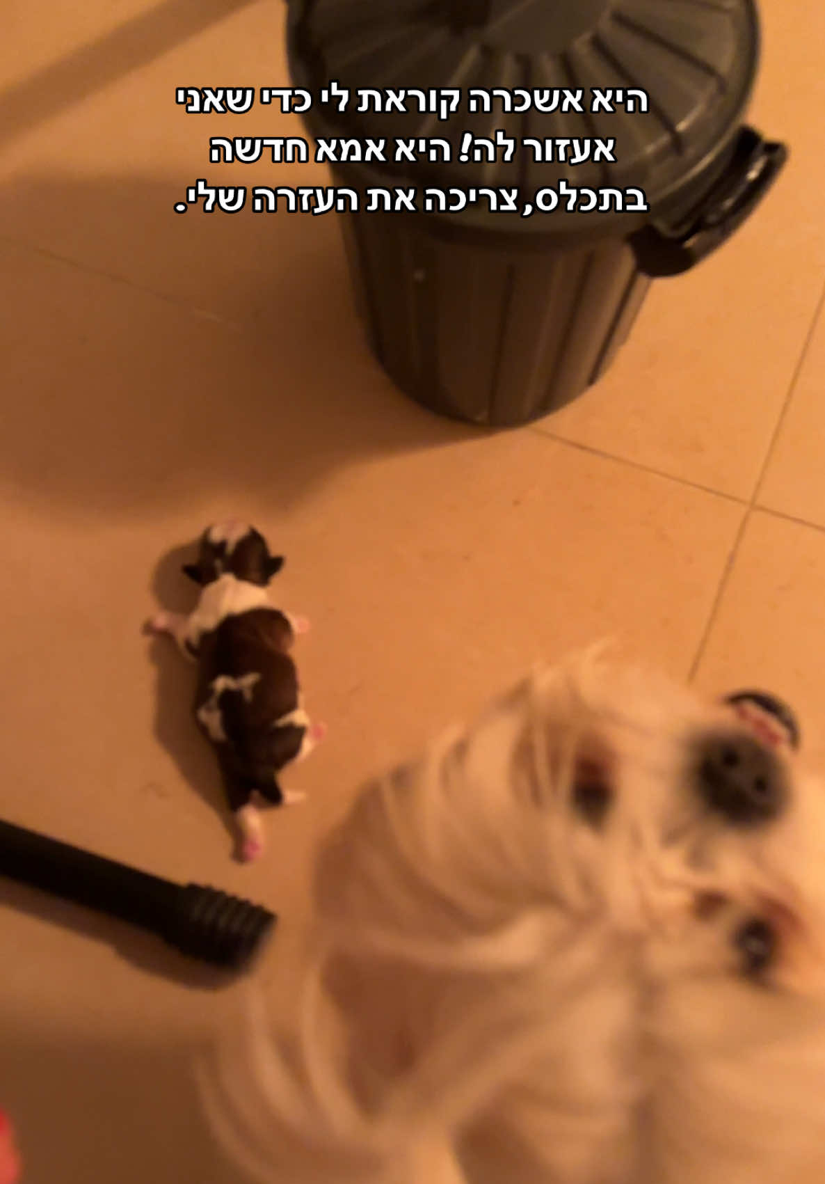 יש חכמה כזאת? כן כן צריל גדר!