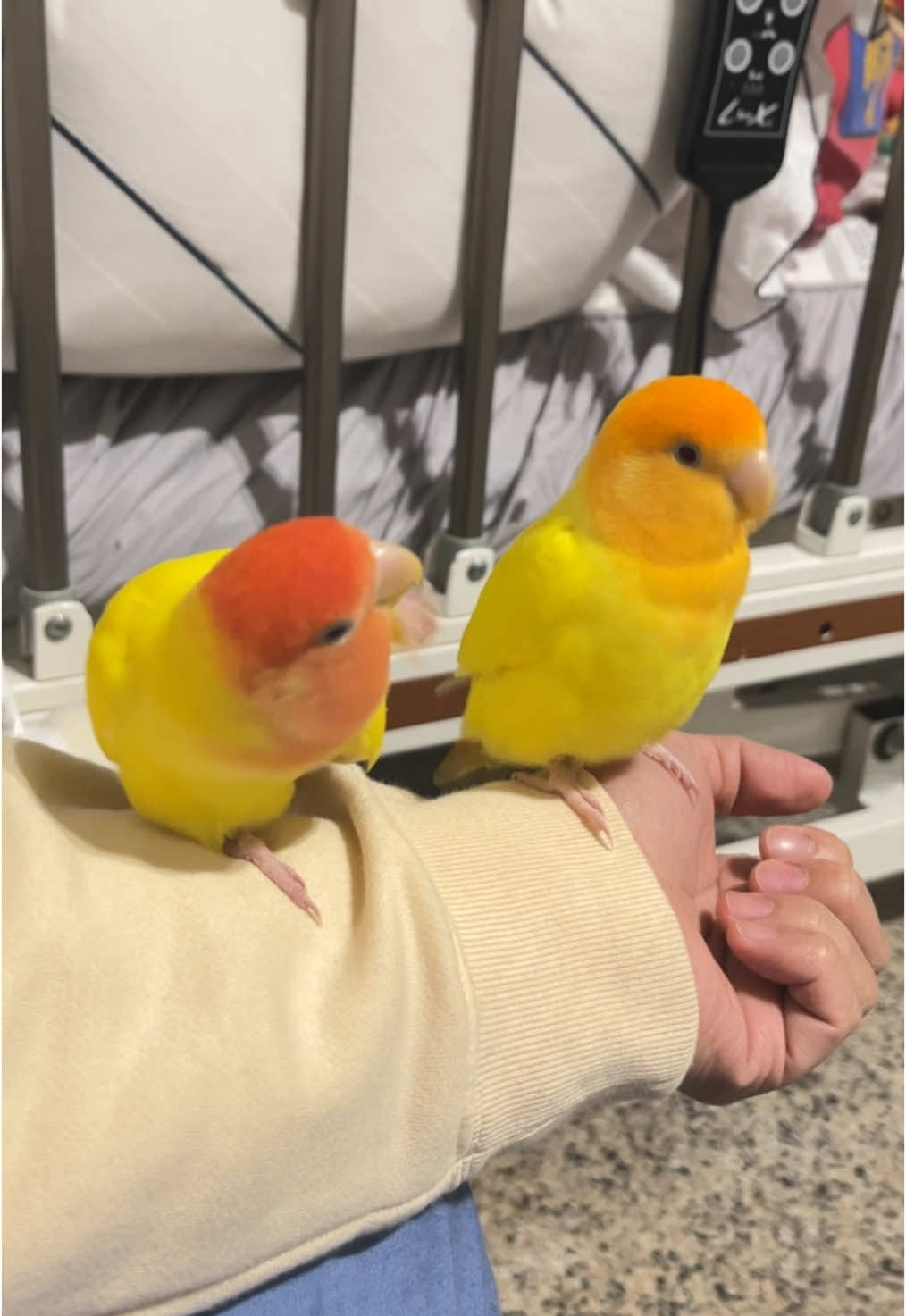 Merry christmass everyone💞💞#fyp #pet #PetsOfTikTok #lovebirds #lovebirds #