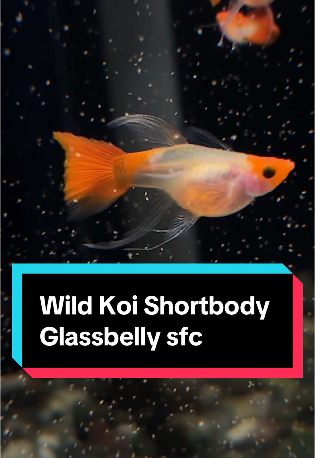 Wild Koi Shortbody Glassbelly Ribbon Sharkfin C  #guppy #marangguppyhouse #fypシ #ikanhiasan #guppyfish #breederslife #guppybreeder #guppymalaysia🇲🇾 #malaysia #ikanguppy #project2025 #shortbody 