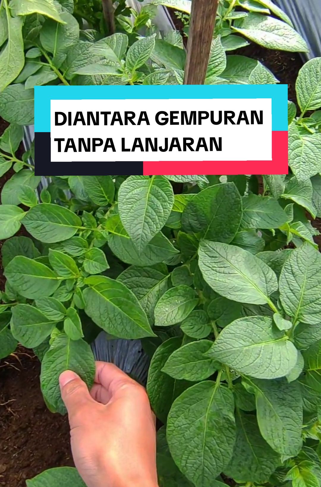 Diantara gempuran tanpa acir tanpa tali tanpa lanjaran #petanimuda  #kentanggoreng 