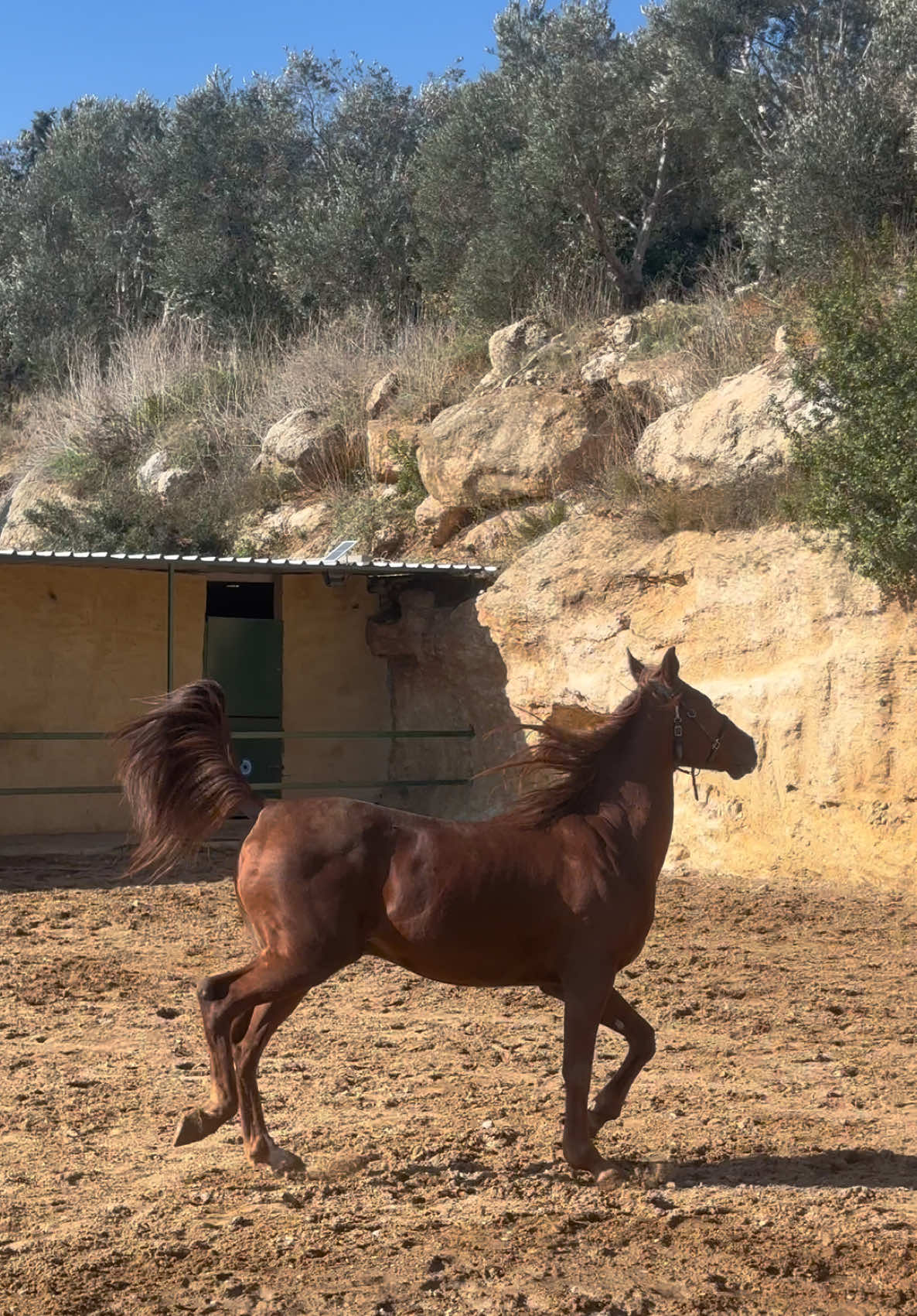 جبل 🤍🤍#خيول #خيل عربي اصيل #لبنان🇱🇧 