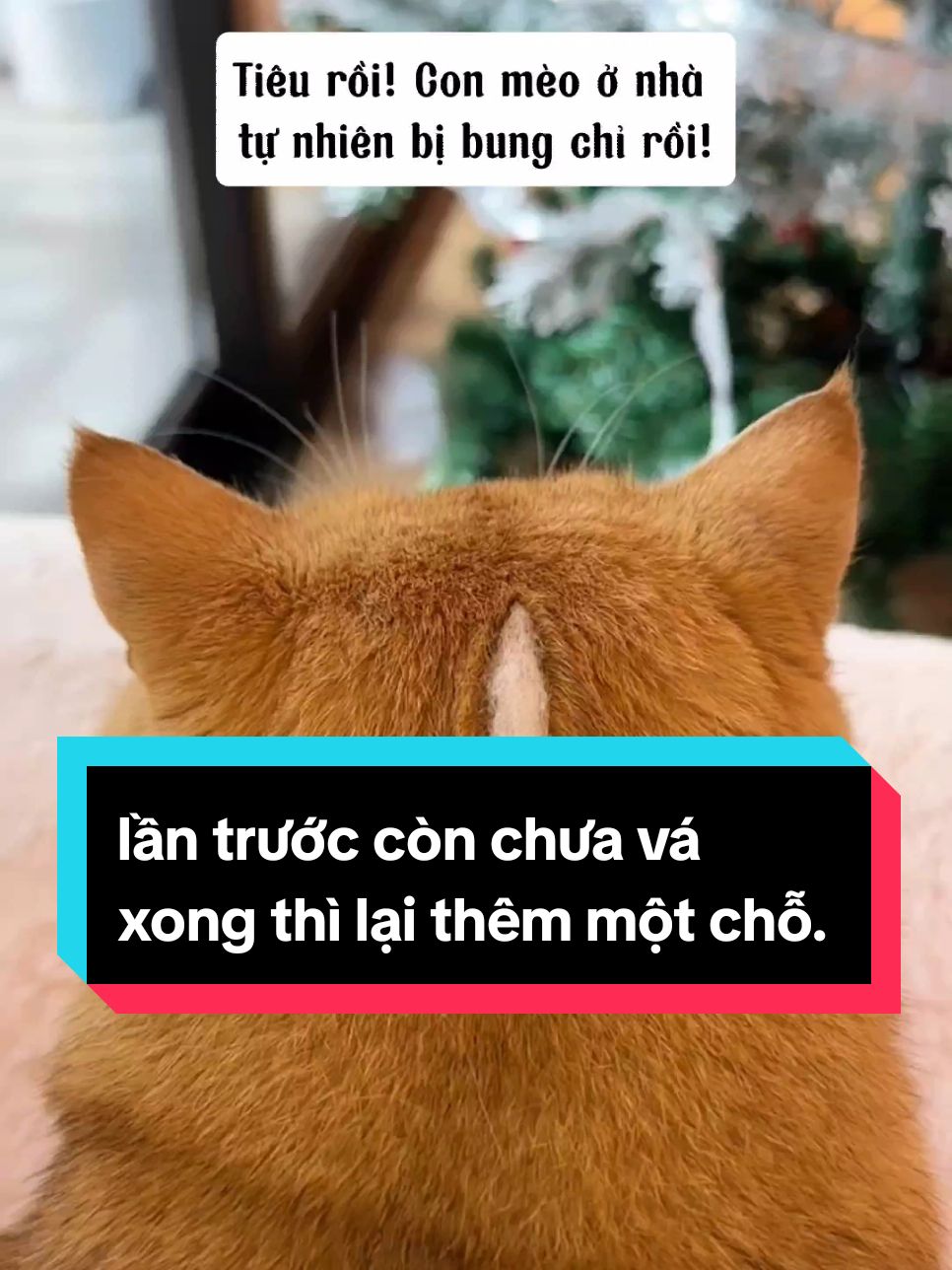 lần trước còn chưa vá xong giờ lại bung chỉ thêm một chỗ #mèo #meow #mèocam #đángyêu #dễthương #xuhuong #trending #thinhhanh 