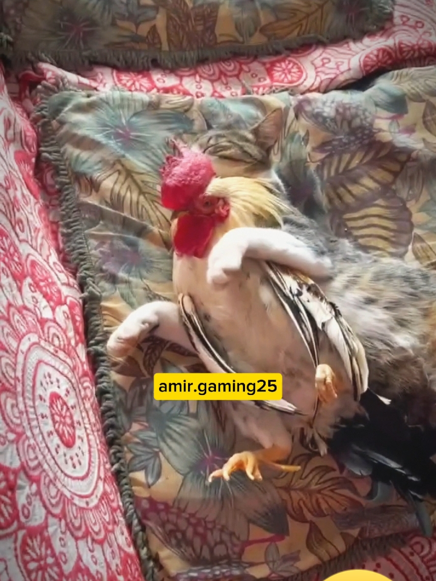 So cute cat and cute rooster🥰🤣 #cat #cats  #catlover  #rooster #fyp  #viralfyp #Cute  #foruyou  #viralvideos  #funnyvideos 