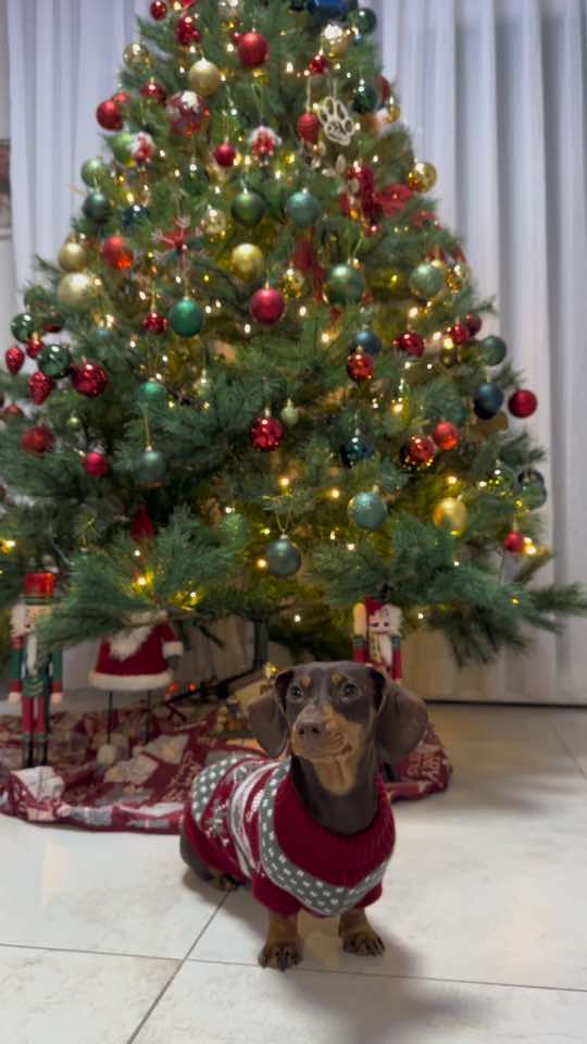 Merry Christmas, everyone!✨ 🎄🎅🏽 #teckel #bassotto #dachshund #puppy #christmas #xmas #dogsoftiktok #dachshundpuppy #holidays #merrychristmas 