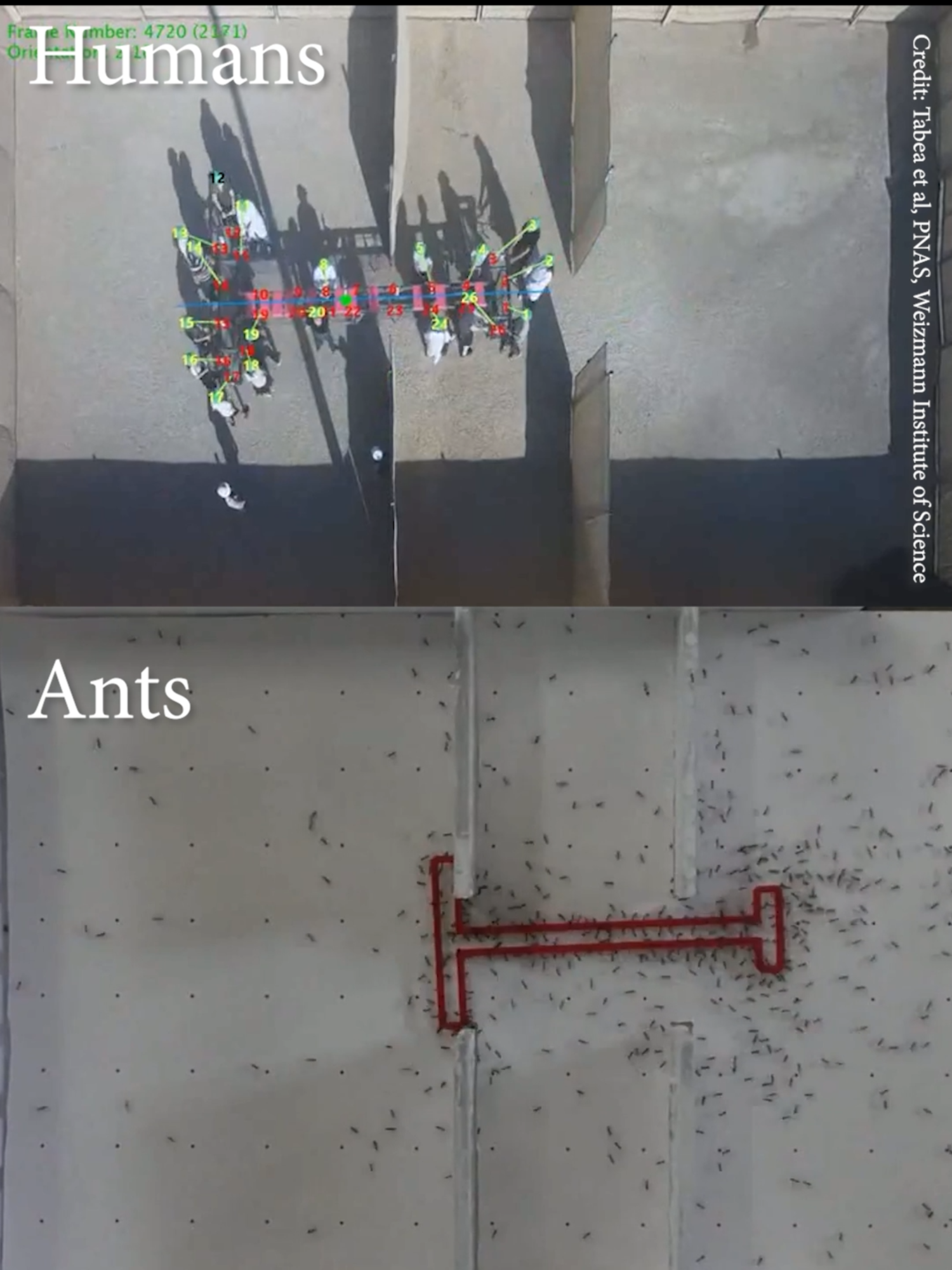 Ants Vs Humans: Problem solving skills.