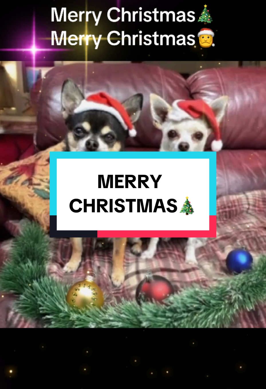 What’s that under the Christmas tree…!?🎄 #christmas #dog #dogs #h#happychristmaslove #m#merrychristmas#xmas#celebration #family #chihuahuapuppy #gift #newpuppy #doglove ##chihuahuastiktok #hunde #parody #chihuahuas #puppydog #puppylove #destinyschis #name #chihuahuafanclub 