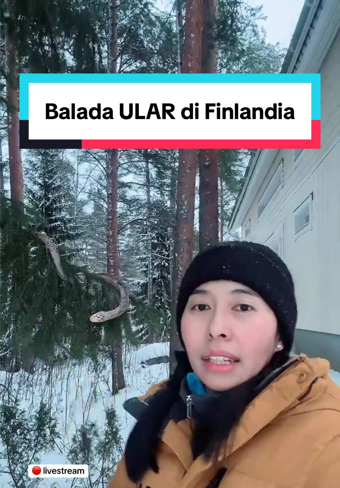 Replying to @weigt loss fighter❤️ Balada ular di Finlandia 🫣🐍 Saat musim dingin, ular melakukan BRUMATE bukan hibernasi. mereka bersembunyi di bawah tanah agar tetap hangat, berhenti makan dan slow metabolisme, jadi TIDAK TIDUR seperti binatang mamalia misalnya beruang. Jadi ular saat winter di Finlandia cuma REBAHAN aja guys Ular biasa berkeliaran saat musim panas. Biasanya mulai 