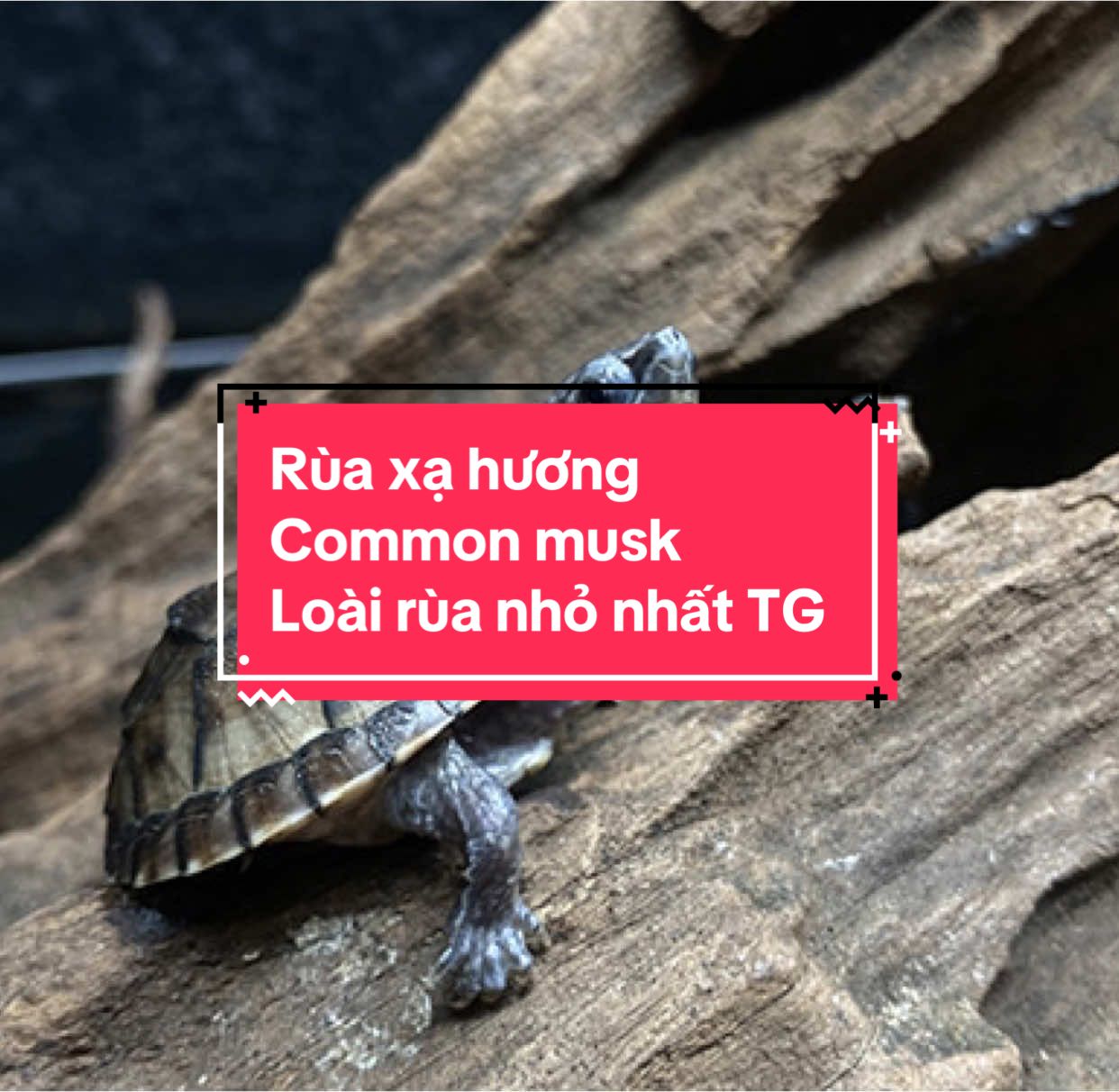 Thông tin chung về rùa Xạ Hương – Common Musk Turtle : Rùa Xạ Hương được tìm thấy tại các khu vực Đông Bắc Mỹ từ Florida đến Ontario, và phía tây đến Texas và Wisconsin. Chúng là một loài rùa có kích thước nhỏ chiều dài tối đa chỉ từ 10 – 12cm. Bạn cho rùa ăn ốc nhỏ, nhuyễn thể, tôm, cá, côn trùng, ếch con,… Bạn nên cho rùa ăn thêm các loại thức ăn khô dạng viên dành cho rùa cảnh. #commonmusk #ruaxahuong #ruacanh #ruanuoc #pets #turtle #tungmesinhvatcanh