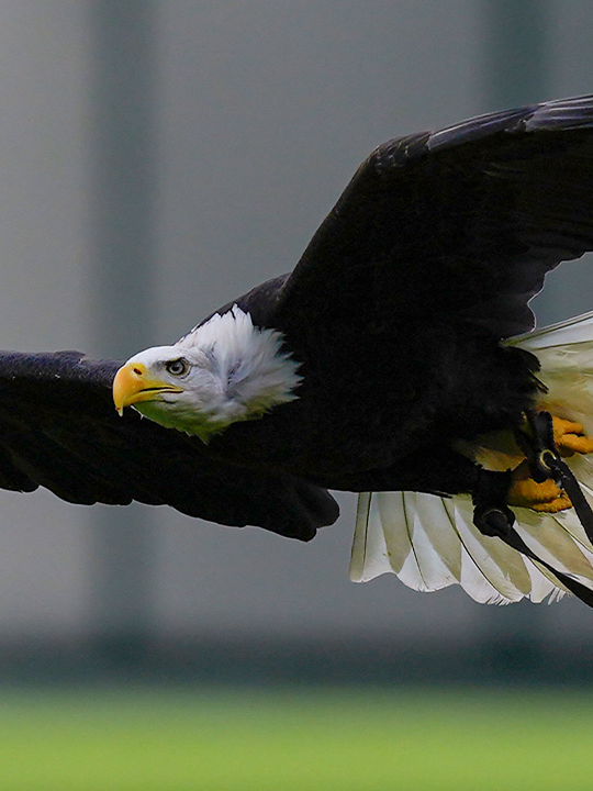 The bald eagle, a symbol of the power and strength of the United States for more than 240 years, earned an overdue honor on Tuesday: It officially became the country's national bird. President Joe Biden signed into law legislation sent to him by Congress that amends the United States Code to correct what had long gone unnoticed and designate the bald eagle - familiar to many because of its white head, yellow beak and brown body - as the national bird.