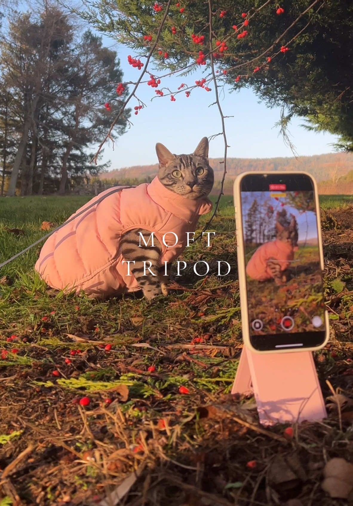 Being an adventure cat AND a content creator is hard work, but I make it look easy 💗✨ The @MOFT.Global Invisible Tripod is my secret to capturing the perfect angles - it’s lightweight, easy to use, and super portable. I can shoot steady, professional-looking content paws-free! 🐾 Whether I’m out exploring or cozying up for a movie, it keeps up with me every step of the way 🎥🍿 Want to try it for yourself? Use code LAYLA10 for 10% off your own tripod! #MOFT #CreateAnywhere #MoftTripod #adventurecat #silverbengal #catinfluencer 