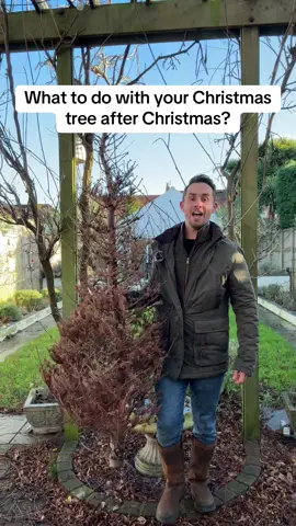 What to do with your Christmas tree? Starting with the boughs of the tree cut them off and you can lay them in your containers and garden beds for frost protection. Or if you want a thicker ground cover you can put them through a shredder to get some free wood mulch.  Dig a hole and the put the stump in the ground, now you have a perfect trellis for climbing plants in the spring. You could also drill some deep holes into the stump, cut it up, rinse and repeat, stack it up and you now have a bug hotel creating a mini refuge for wildlife.