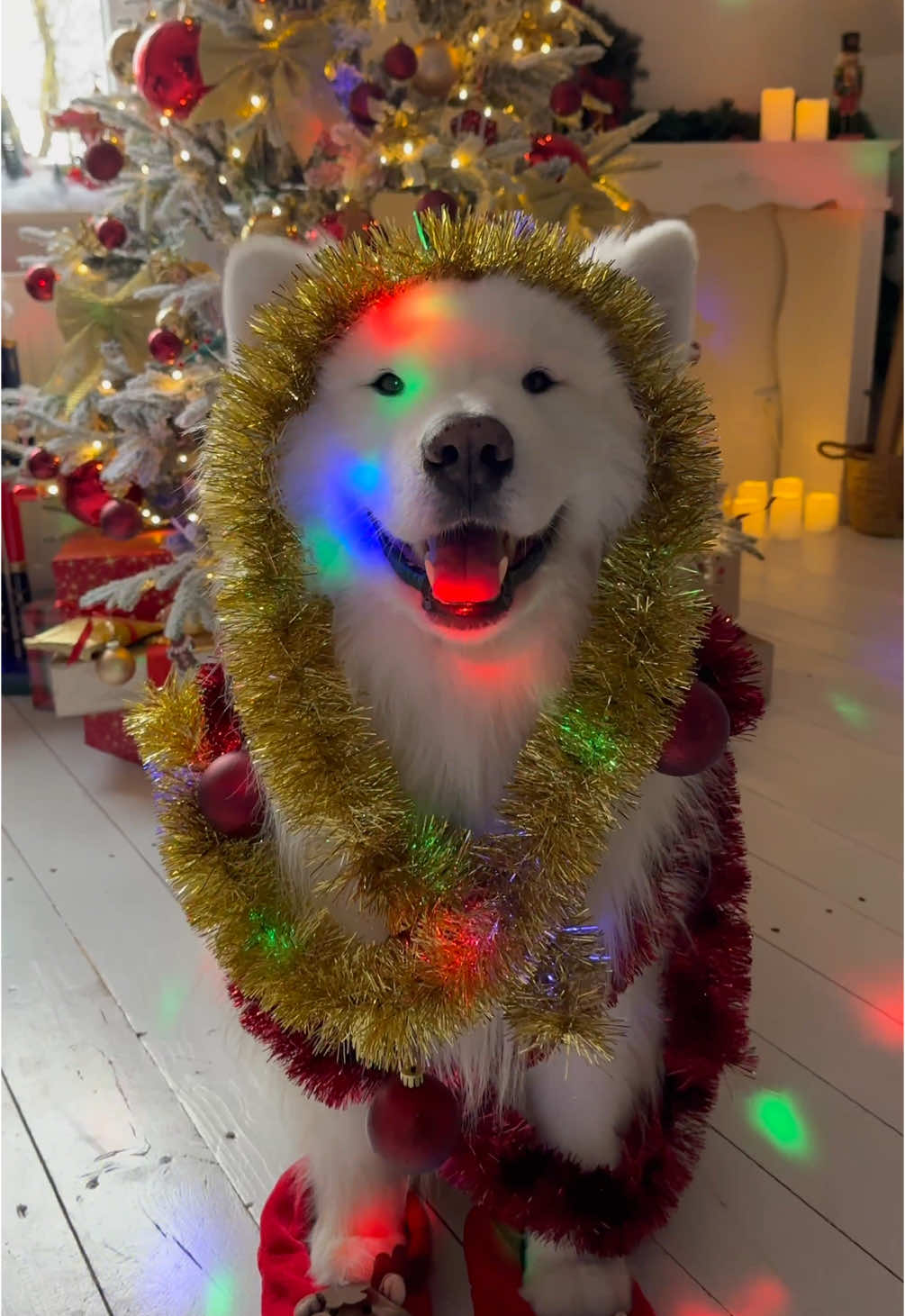 Merry Christmas Dance 😍❤️🎄 #christmas #dance #funny #samoyed #dog 