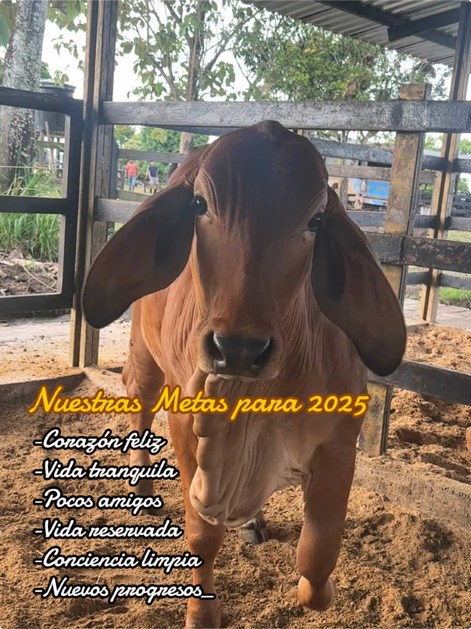 Metas 2025 #ganaderoscolombianos #ganaderia #campo #trabajodecampo🍃 #brahamanpuro #rancho #novilla #agropecuaria #agropecuarios #finca #brahamn #bovinos #siendofelizcadadia❤ #ganaderoscolombia #veterinaria #ganadera #cow 