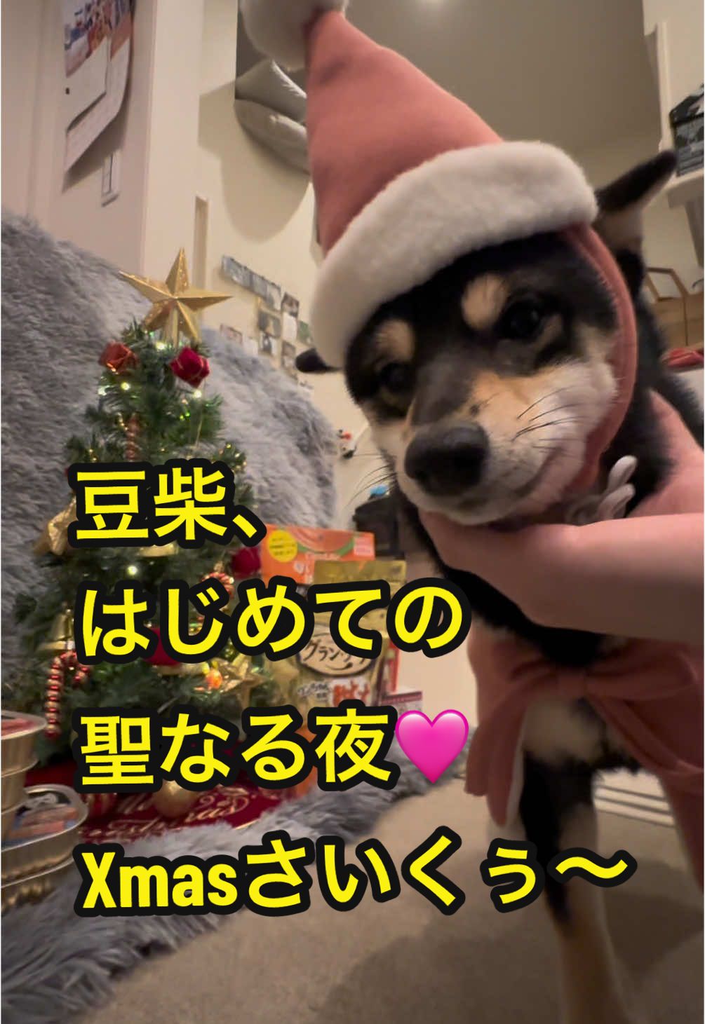 メリークリスマス🎅🎄 #柴犬 #豆柴 #豆柴子犬 #黒柴 #まめしば #わんこのいる生活 #わんこ #ふわもこ部  #doge #dog #shibainu #puppy #doggy #doglover #doginstagram #doglife #시바견 #멍스타그램 #개스타그램 #狗 #mugi_diary