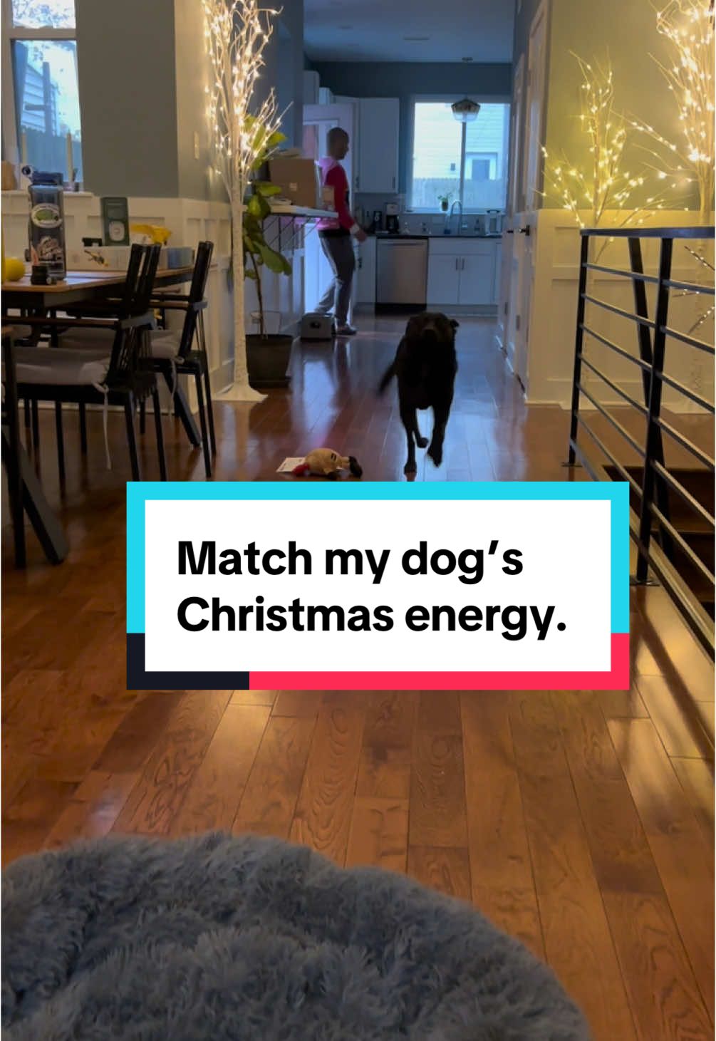 Moxie loves new toys on Christmas morning. #awkwarddog #funnydog #christmasdog #dogsoftiktok #fyp 