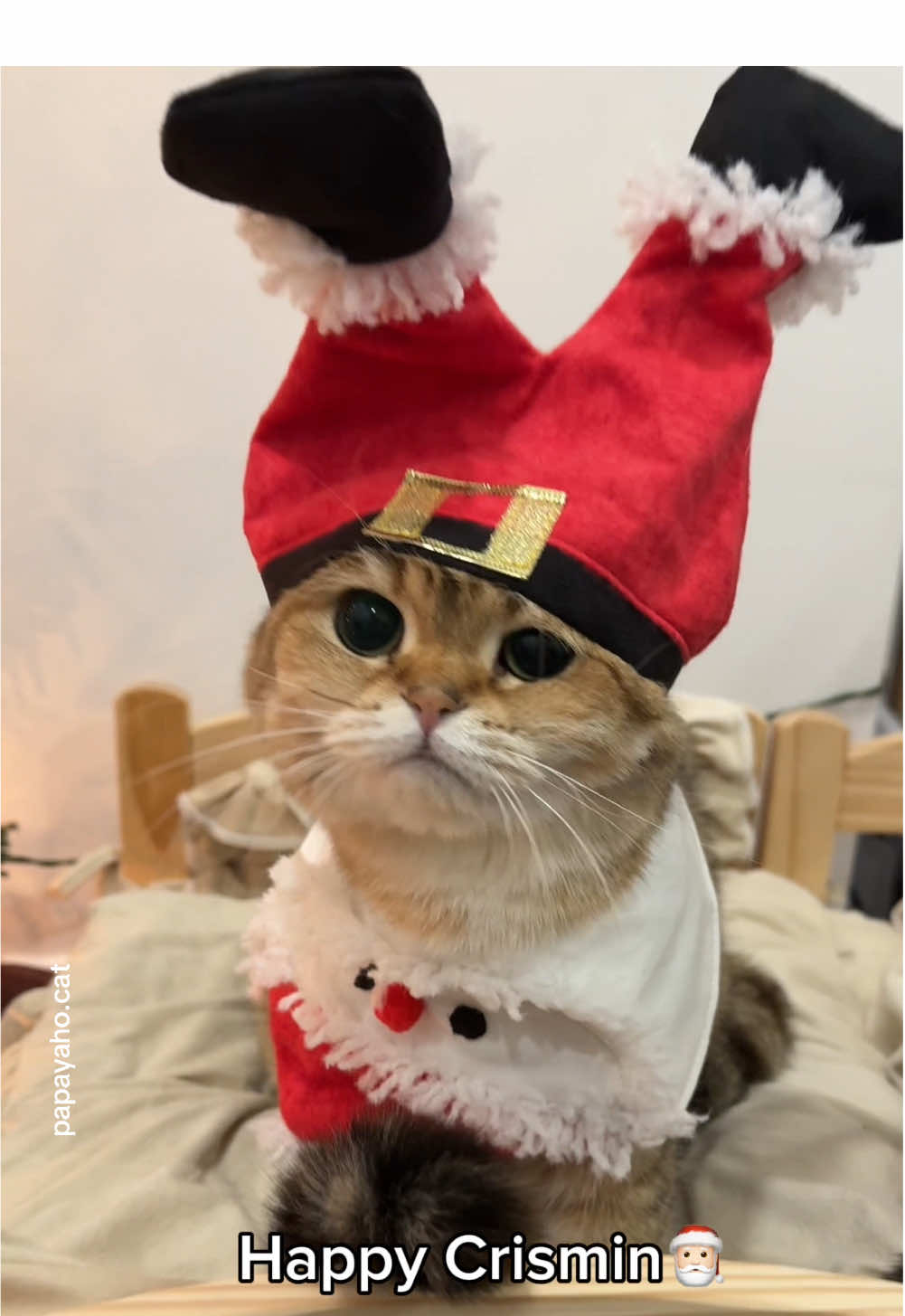 Happy Crismus everypawty 🎅🏻🎄✨ #christmas #cat 