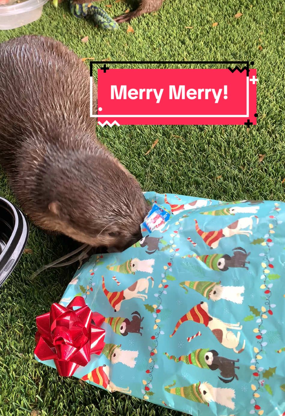 Merry Christmas from our crazy little family to yours! 🎄 #otter #ottertok #fyp #funnypets #asiansmallclawedotter #corndogtheotter #foryoupage #ottersoftiktok #mrstealyopearl #Love #trending #farmanimals #cuteanimals #fypシ゚viral #funnyanimals #viralvideo #christmas 