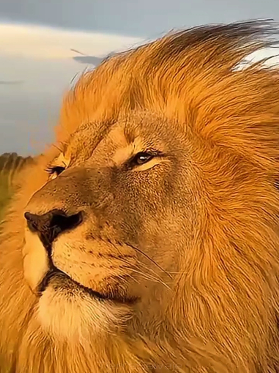 Mufasa In Real Life Mufasa en vida real. #mufasa #lion #leon #thelionking #elreyleon #sarabi #reyleonchallenge #mufasalionking #parati #foryoupage❤️❤️ #sabana #leones #hd #ultrahd 